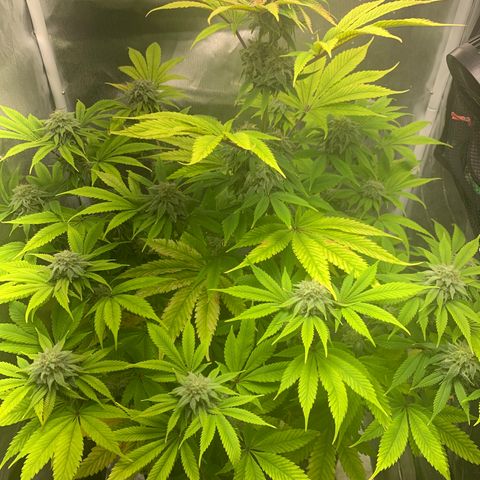 Peyote Wi-Fi growlog timeline photo