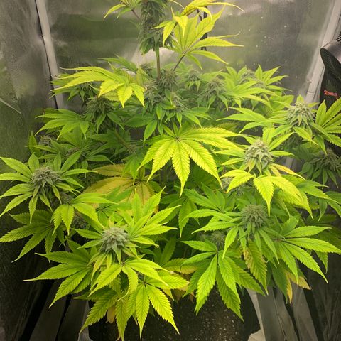 Peyote Wi-Fi growlog timeline photo
