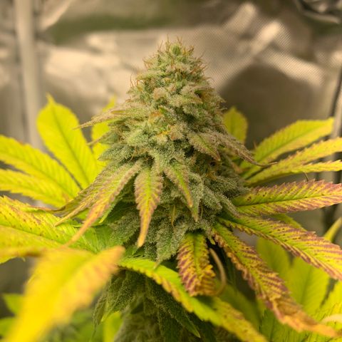 Peyote Wi-Fi growlog timeline photo