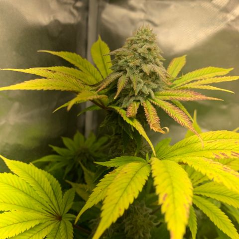 Peyote Wi-Fi growlog timeline photo