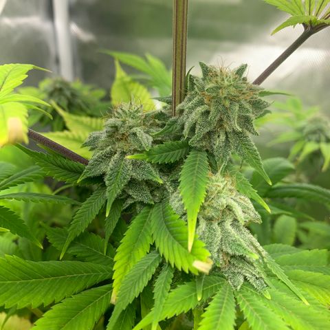 Peyote Wi-Fi growlog timeline photo