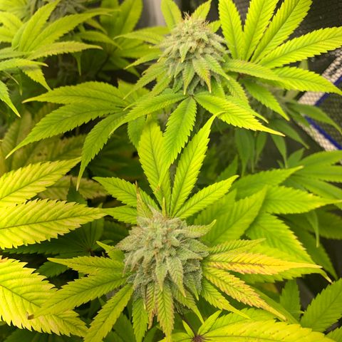Peyote Wi-Fi growlog timeline photo