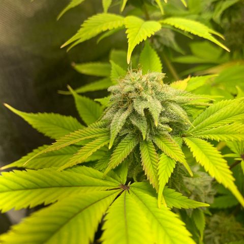 Peyote Wi-Fi growlog timeline photo