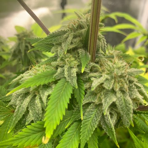 Peyote Wi-Fi growlog timeline photo