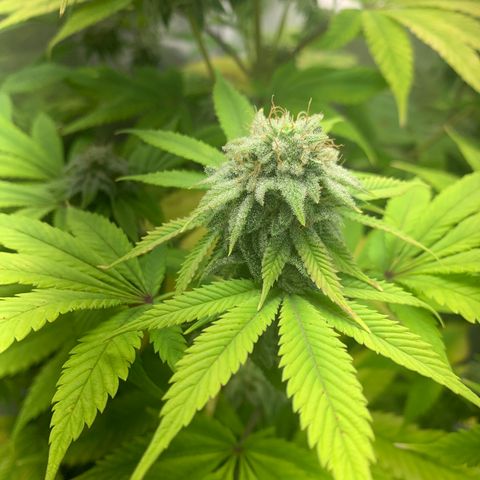 Peyote Wi-Fi growlog timeline photo