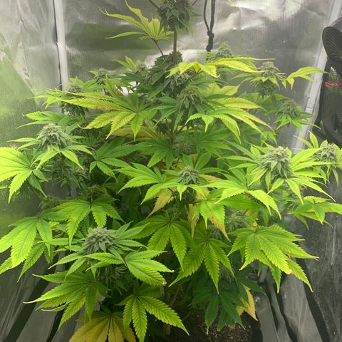Peyote Wi-Fi growlog timeline photo