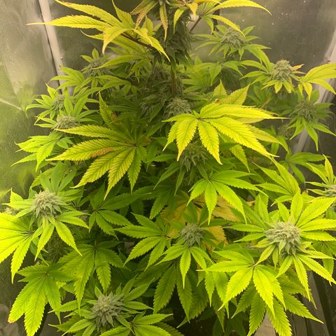 Peyote Wi-Fi growlog timeline photo