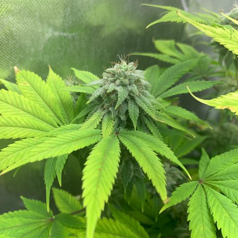 Peyote Wi-Fi growlog timeline photo