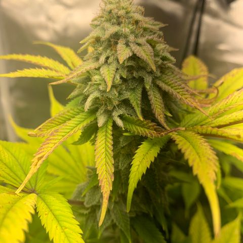Peyote Wi-Fi growlog timeline photo