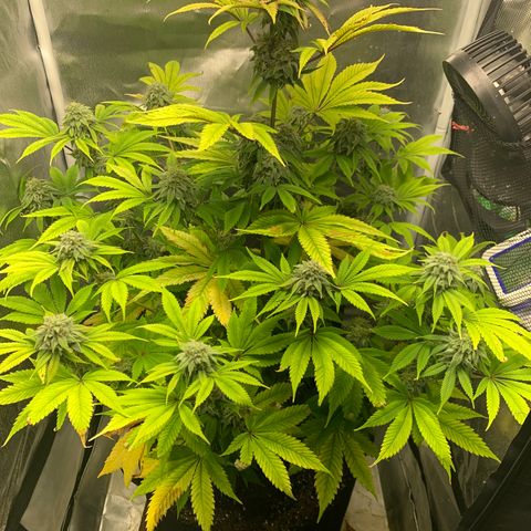 Peyote Wi-Fi growlog timeline photo