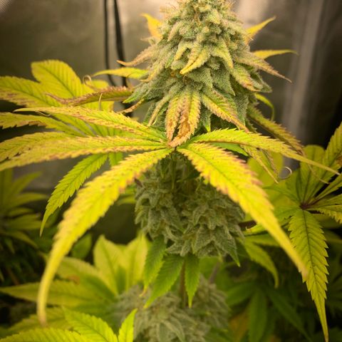 Peyote Wi-Fi growlog timeline photo