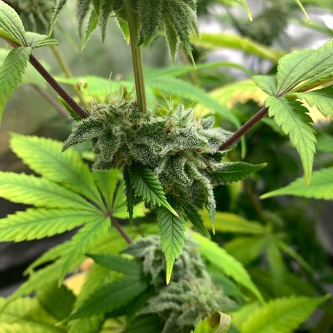 Peyote Wi-Fi growlog timeline photo