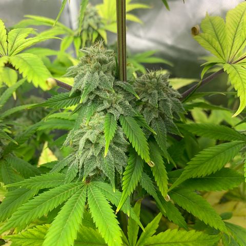 Peyote Wi-Fi growlog timeline photo