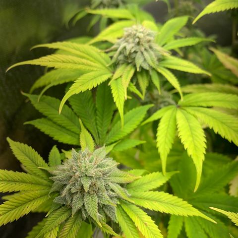 Peyote Wi-Fi growlog timeline photo