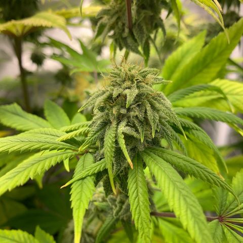 Peyote Wi-Fi growlog timeline photo