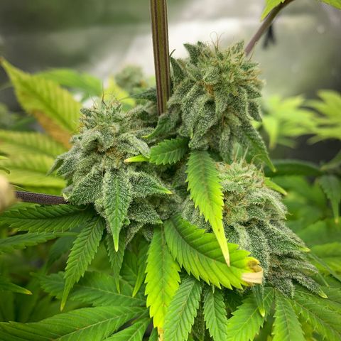 Peyote Wi-Fi growlog timeline photo