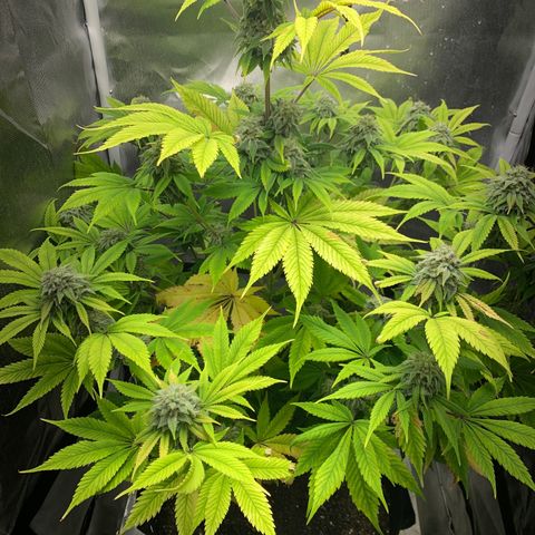 Peyote Wi-Fi growlog timeline photo