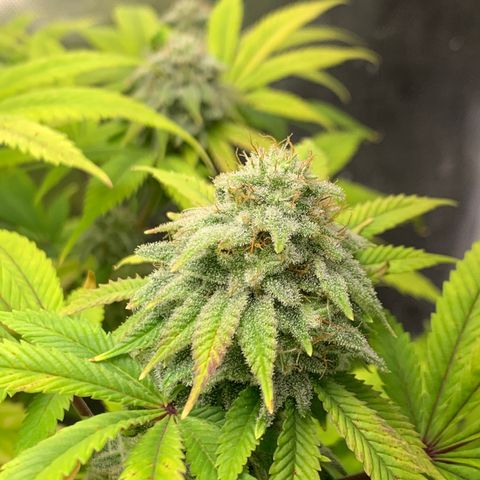 Peyote Wi-Fi growlog timeline photo