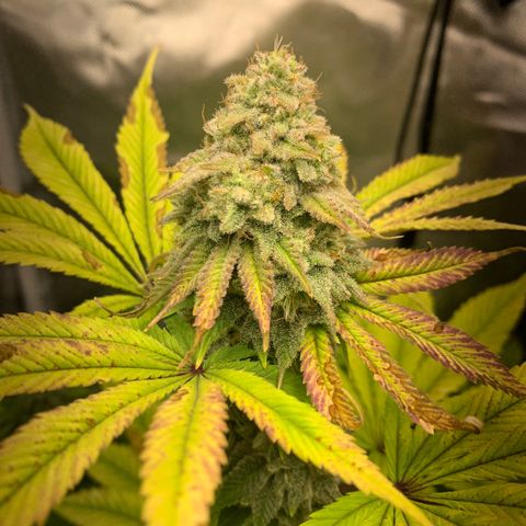 Peyote Wi-Fi growlog timeline photo
