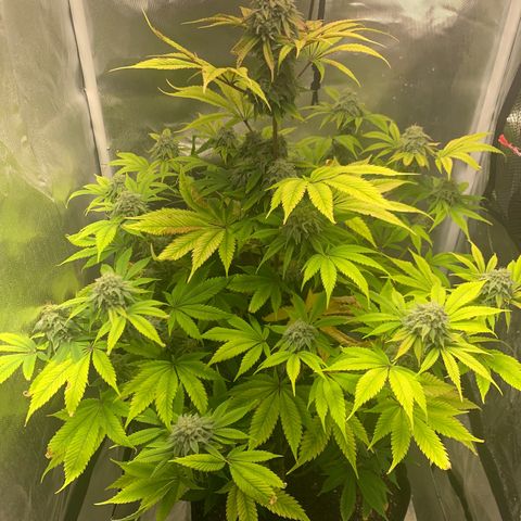 Peyote Wi-Fi growlog timeline photo
