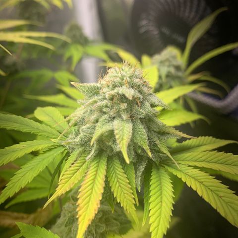 Peyote Wi-Fi growlog timeline photo