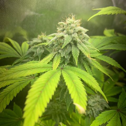Peyote Wi-Fi growlog timeline photo