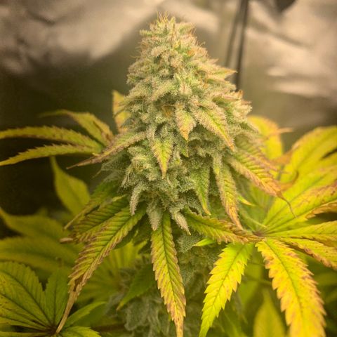 Peyote Wi-Fi growlog timeline photo