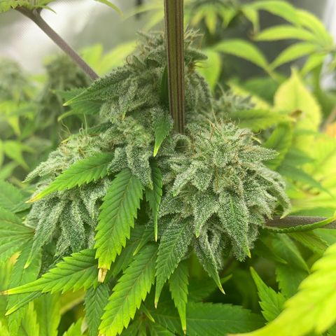 Peyote Wi-Fi growlog timeline photo