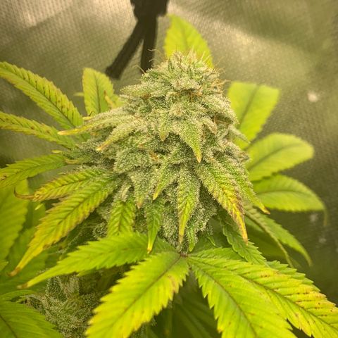 Peyote Wi-Fi growlog timeline photo