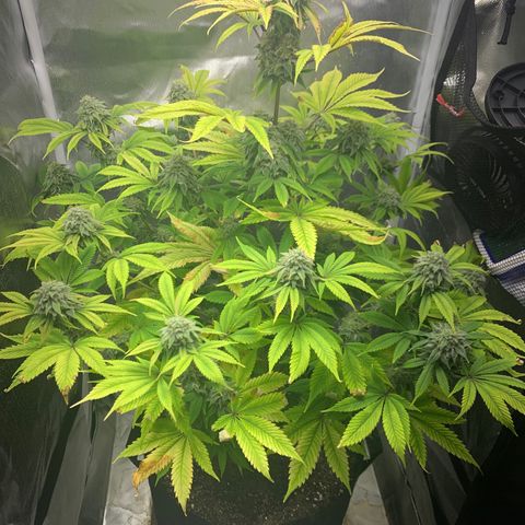 Peyote Wi-Fi growlog timeline photo