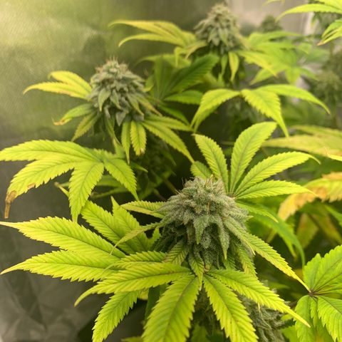Peyote Wi-Fi growlog timeline photo