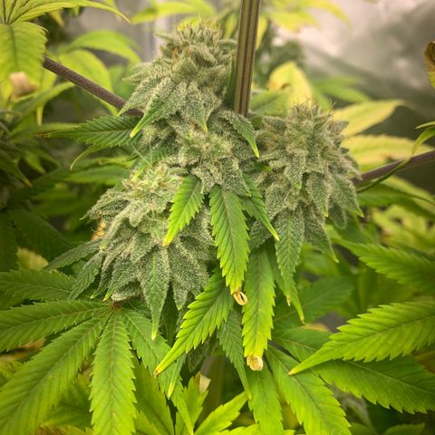 Peyote Wi-Fi growlog timeline photo