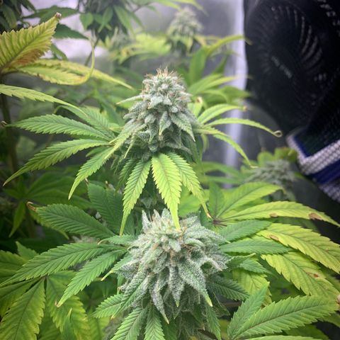 Peyote Wi-Fi growlog timeline photo