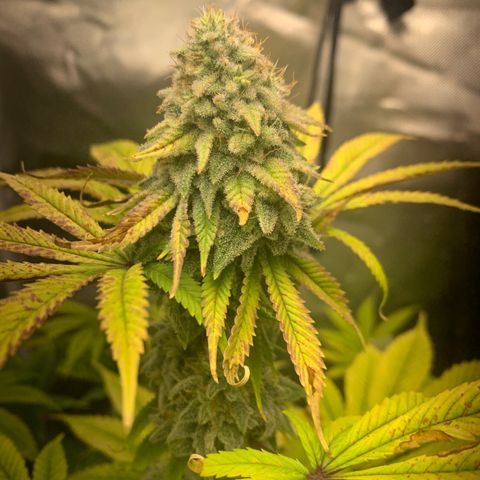 Peyote Wi-Fi growlog timeline photo