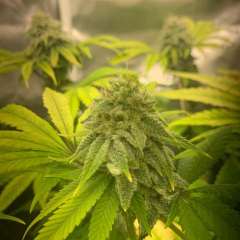 Peyote Wi-Fi growlog timeline photo