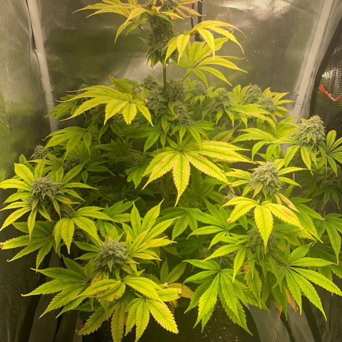 Peyote Wi-Fi growlog timeline photo