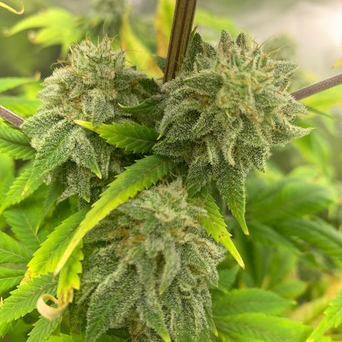 Peyote Wi-Fi growlog timeline photo
