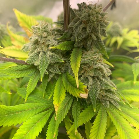 Peyote Wi-Fi growlog timeline photo