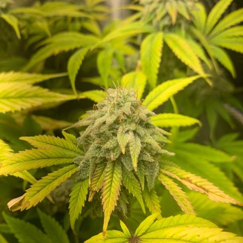 Peyote Wi-Fi growlog timeline photo