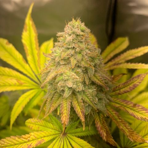 Peyote Wi-Fi growlog timeline photo