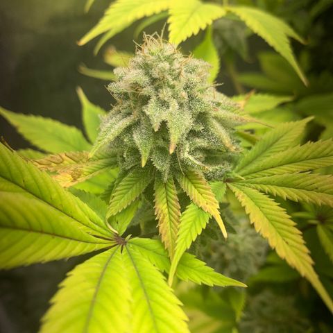 Peyote Wi-Fi growlog timeline photo