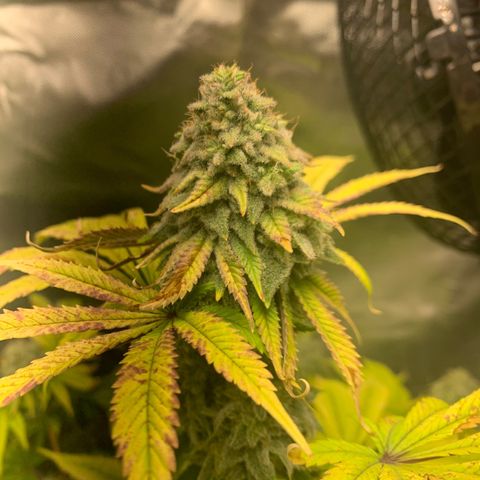 Peyote Wi-Fi growlog timeline photo