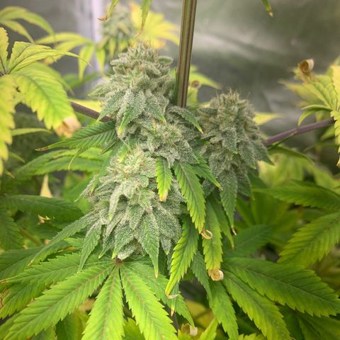 Peyote Wi-Fi growlog timeline photo