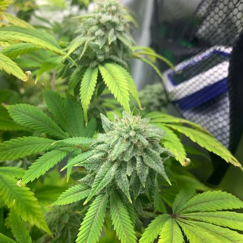 Peyote Wi-Fi growlog timeline photo