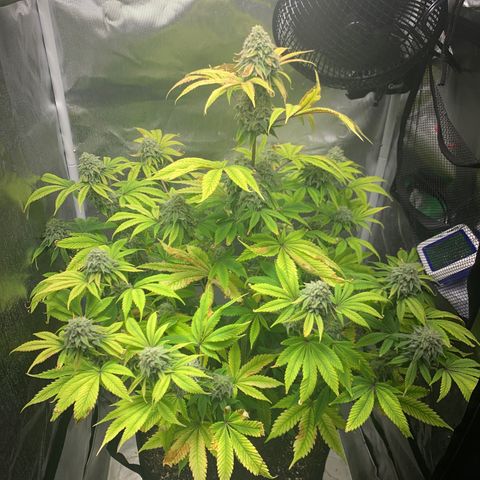 Peyote Wi-Fi growlog timeline photo