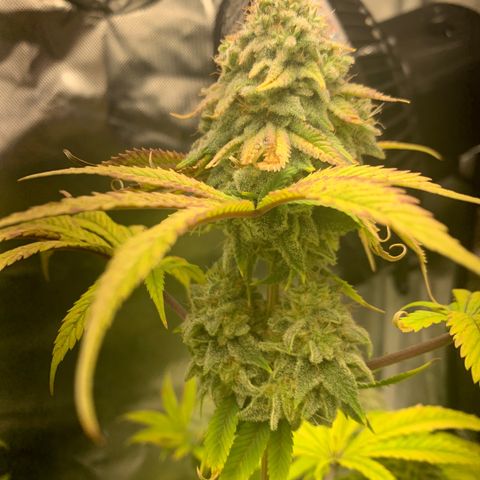 Peyote Wi-Fi growlog timeline photo