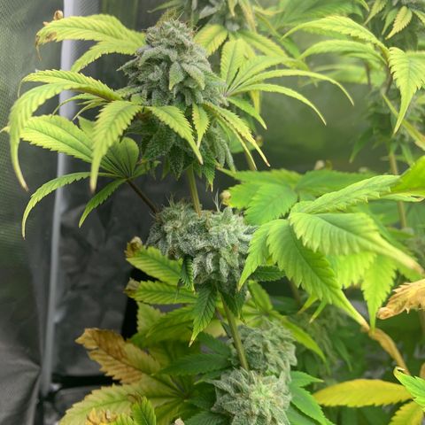 Peyote Wi-Fi growlog timeline photo