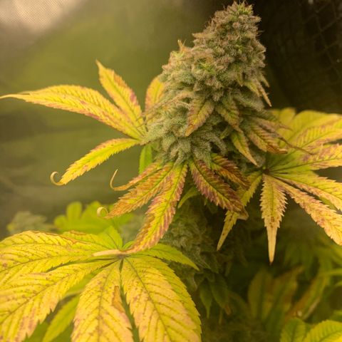Peyote Wi-Fi growlog timeline photo