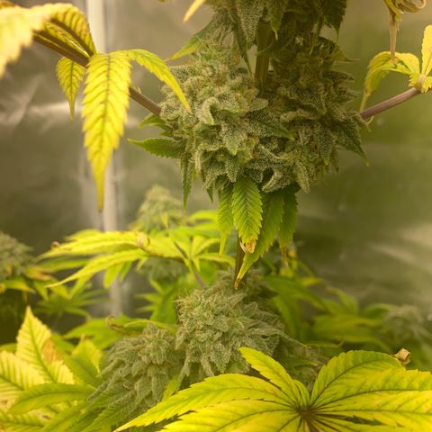 Peyote Wi-Fi growlog timeline photo