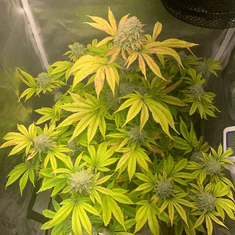 Peyote Wi-Fi growlog timeline photo